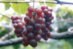 Red nepali grapes.500gm - Image 3