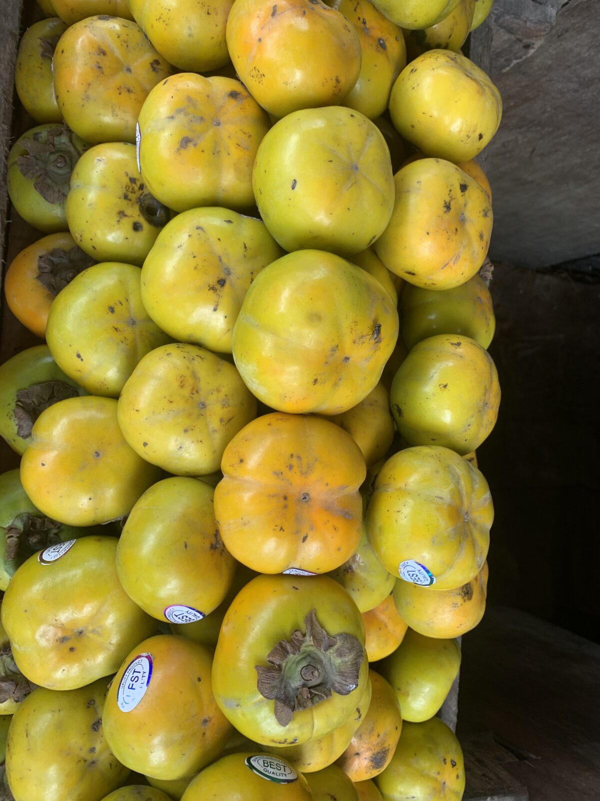 Ramphal.1 kg - TREELos