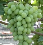 Green nepali grapes. 500gm - Image 3